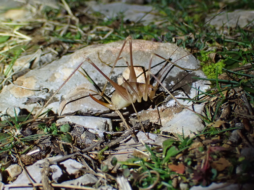 Dugonogi spiljski konjic (Dolichopoda araneiformis)