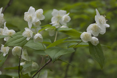 Philadelphus tenuifolius