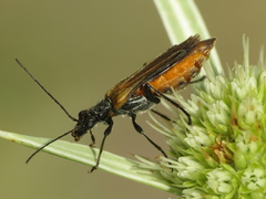 Oedemera simplex