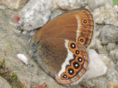 Coenonympha hero
