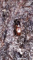 Oxypselaphus obscurus