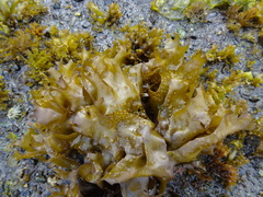 Mazzaella laminarioides