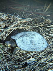 Trachemys scripta