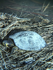 Trachemys scripta
