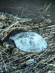 Trachemys scripta