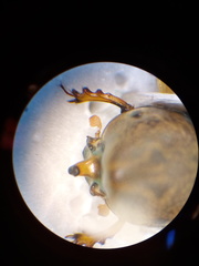 Euoniticellus intermedius