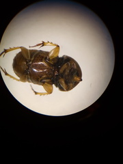 Euoniticellus intermedius