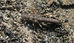 Pteronarcys reticulata