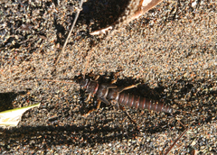 Pteronarcys reticulata