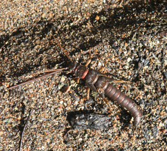 Pteronarcys reticulata