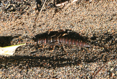 Pteronarcys reticulata