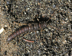 Pteronarcys reticulata