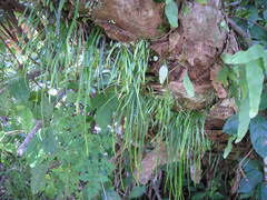 Vittaria lineata image