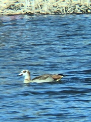 Alopochen aegyptiaca