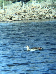 Alopochen aegyptiaca