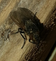 Polleniidae