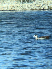 Alopochen aegyptiaca