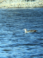 Alopochen aegyptiaca