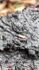 Bilobella braunerae