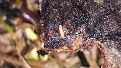 Bilobella braunerae