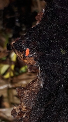 Bilobella braunerae