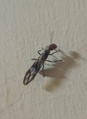 Hymenoptera