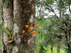 Bifrenaria aureofulva