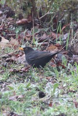 Turdus merula