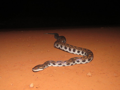 Photo of a Rainbow Boa (Epicrates cenchria)