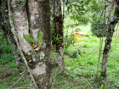 Bifrenaria aureofulva