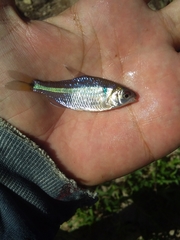 Bryconamericus iheringii