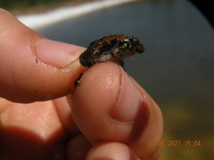 Physalaemus biligonigerus