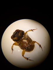 Euoniticellus intermedius