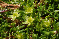 Cherleria sedoides
