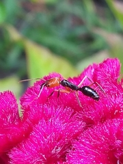 Odontomachus erythrocephalus