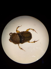 Euoniticellus intermedius