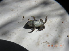 Physalaemus biligonigerus