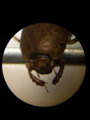 Euoniticellus intermedius