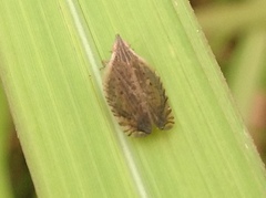 Lophops carinata