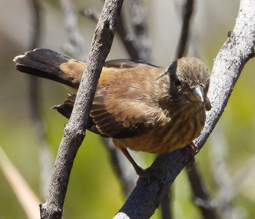 Cape Siskin (Crithagra totta), photo 6