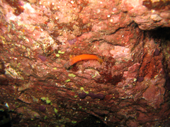 Microlipophrys nigriceps