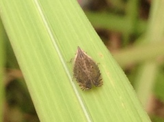 Lophops carinata