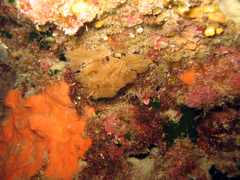 Bugulina