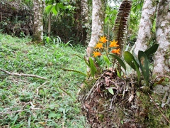 Bifrenaria aureofulva