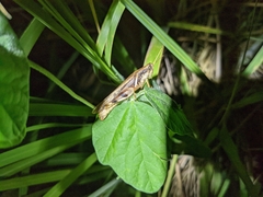 Stenocatantops angustifrons