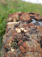 Crassula setulosa setulosa