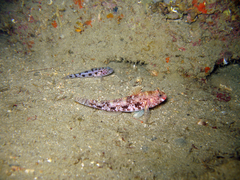 Thorogobius ephippiatus