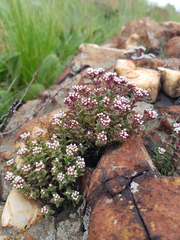 Crassula setulosa setulosa