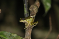 Sumaterana crassiovis