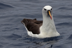 Indian Yellow-Nosed Albatross photo 5